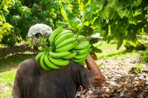 Groene bananen gedragen door bananenplukker op bananenplantage